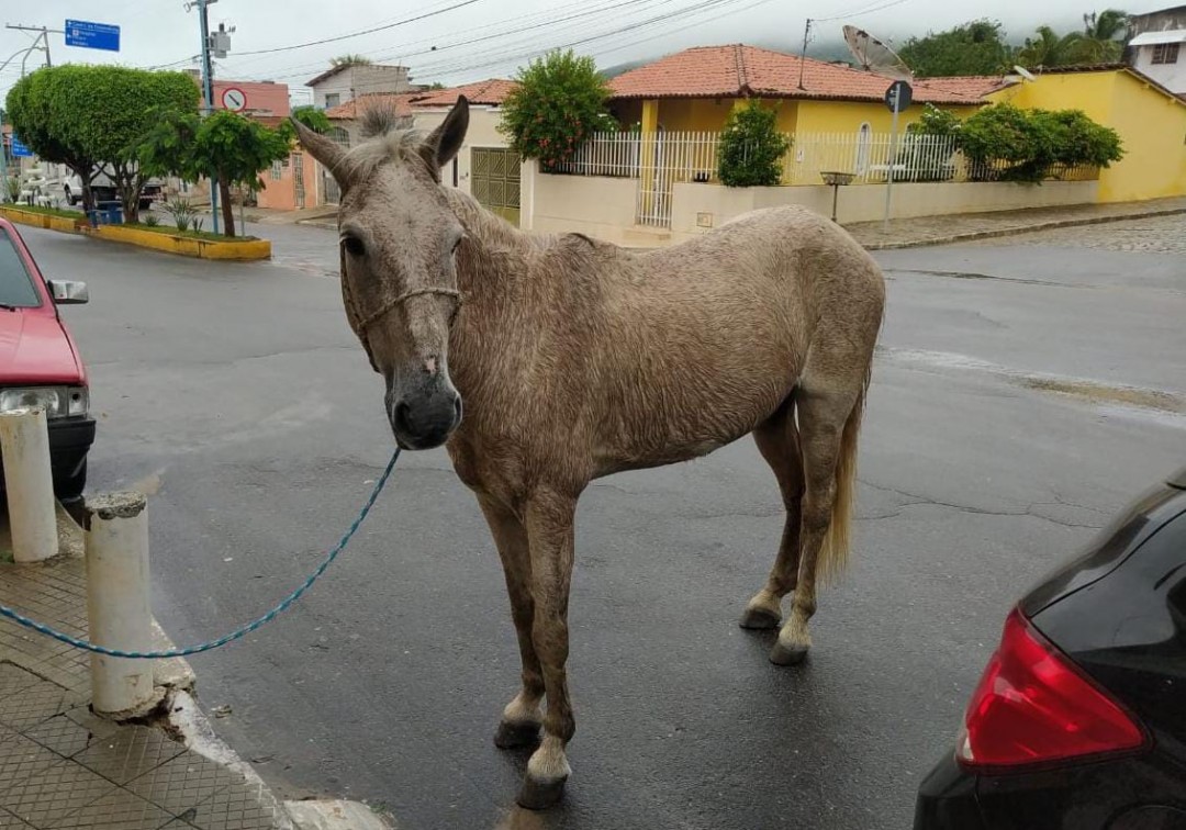 Secretaria de Meio Ambiente apreende animal solto nas imediações  da Rua da Estação e notifica proprietário pela infração
