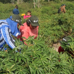 Agricultores de Jaguarari participam de capacitação sobre a cadeia produtiva da mandioca